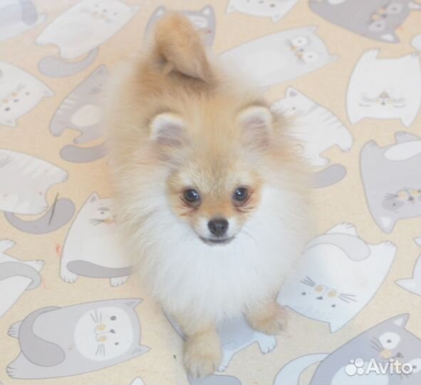 Мини девочка померанского шпица