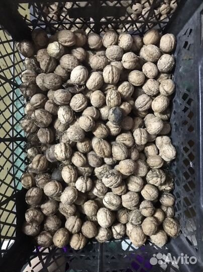 Продаю грецкий орех