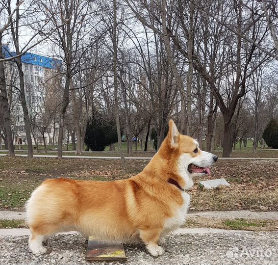 Вельш Корги Пемброк вязка