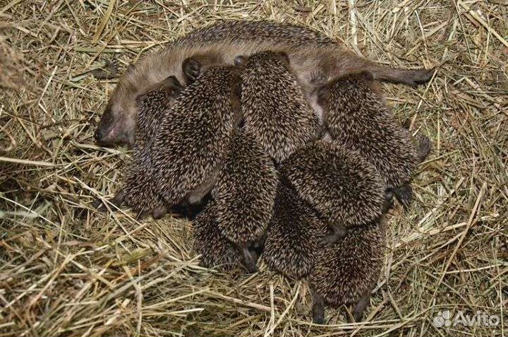 Еж ежик европейский