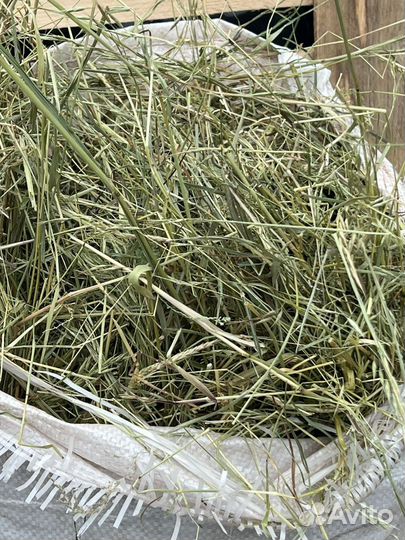 Сено 2024 года в мешках