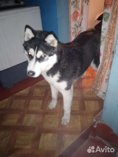 Хаски вязка