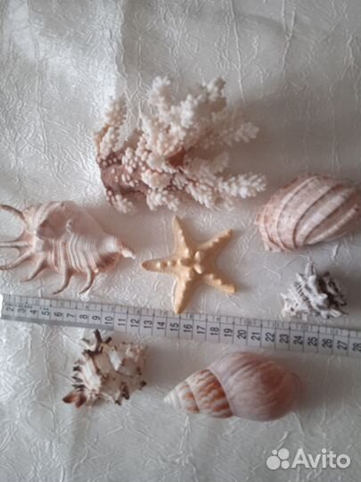 Набор ракушек
