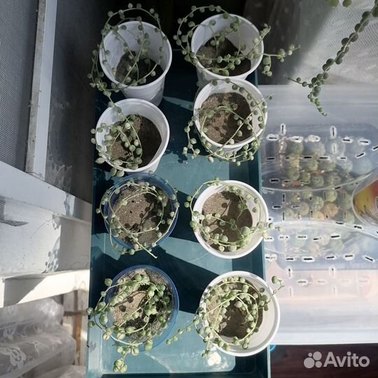 Крестовник роули, вариегатный