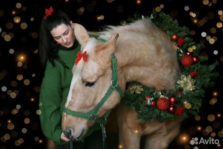 Конные прогулки Омск