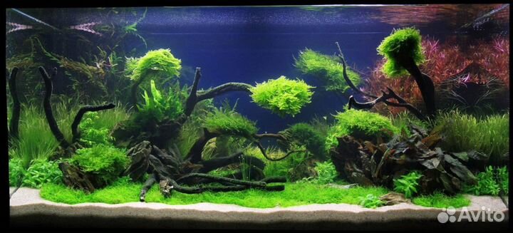 Обслуживание аквариумов любой сложности