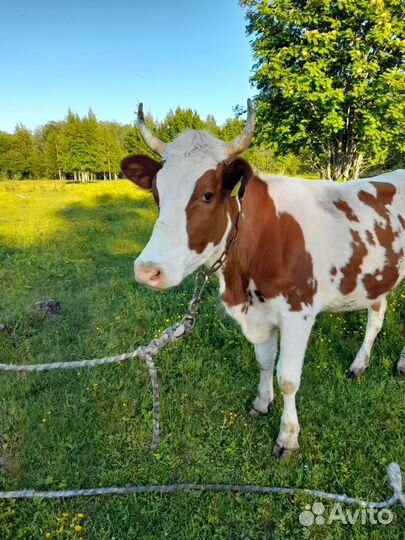 Корова (нетель)