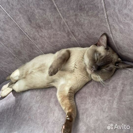 Вязка бурманский кот