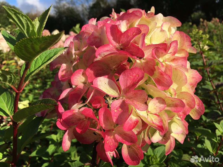 Граффити Гортензия метельчатая