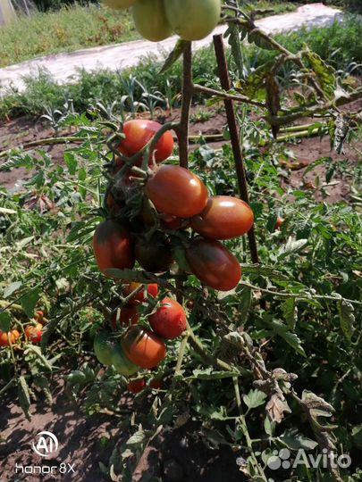 Семена коллекционных томатов