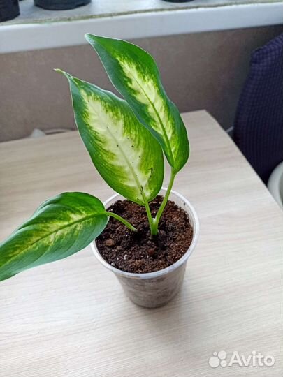 Цветочное ассортт