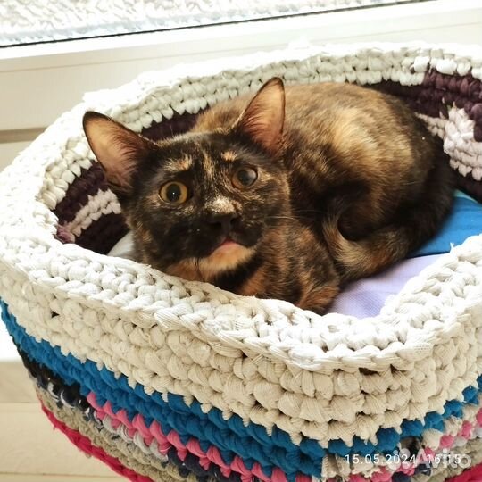 Котята девочки 4,5 мес