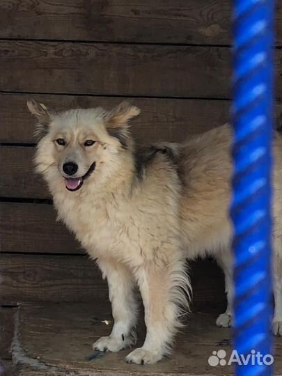 Отдам собаку в добрые руки