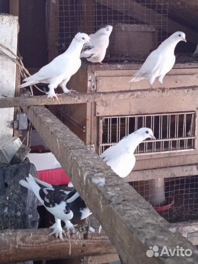 Голуби
