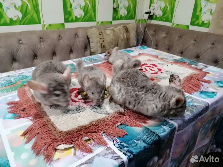Шиншиллы