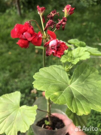 Пеларгония розебудная с цветом
