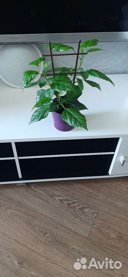 Гибискус (китайская роза)