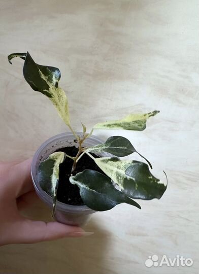 Фикус керли