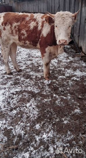 Телка на племя