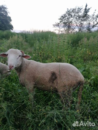 Бараны тексель