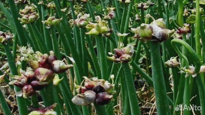 Лук многоярусный (шагающий)