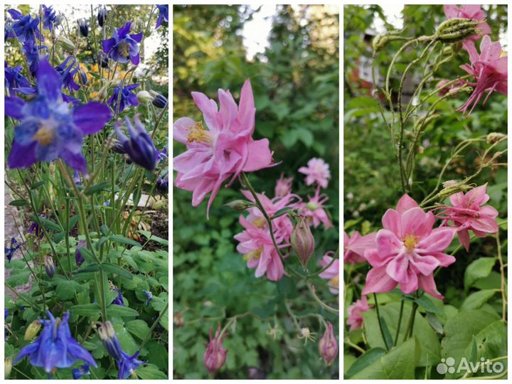 Многолетние цветы для сада