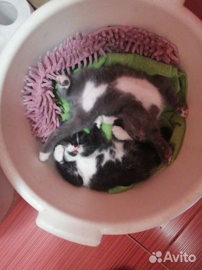 Котенок в добрые руки