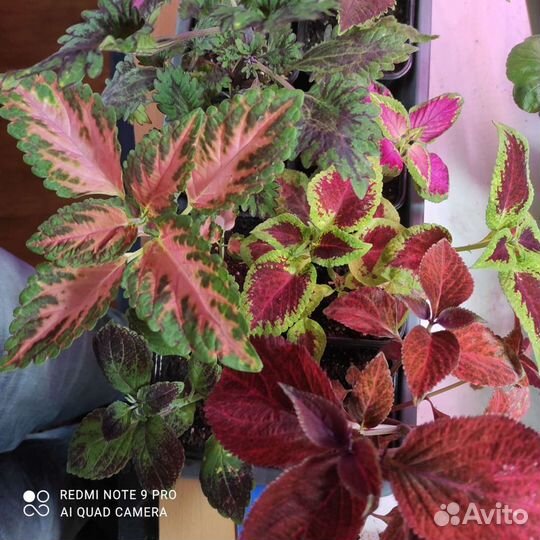 Колеусы, бегонии