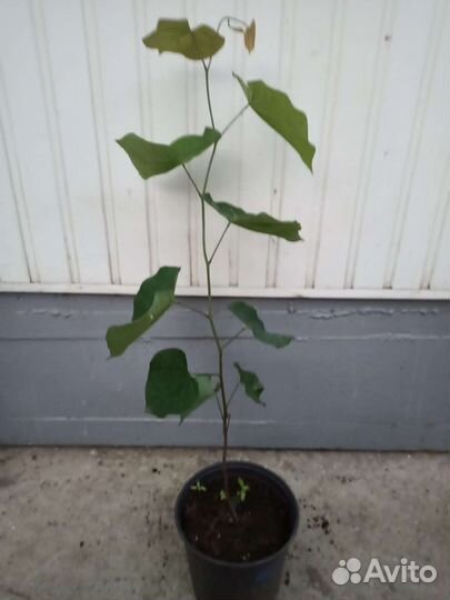 Церцис саженцы декоративные деревья