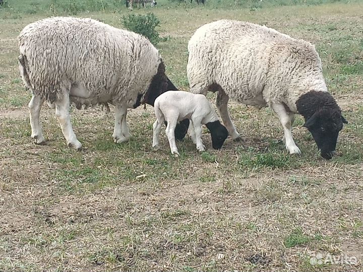 Бараны дорпер