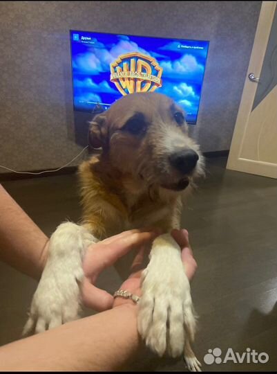 Собака в добрые руки