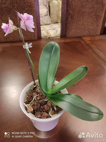 Орхидея фаленопсис бабочка Пинк Бьюти