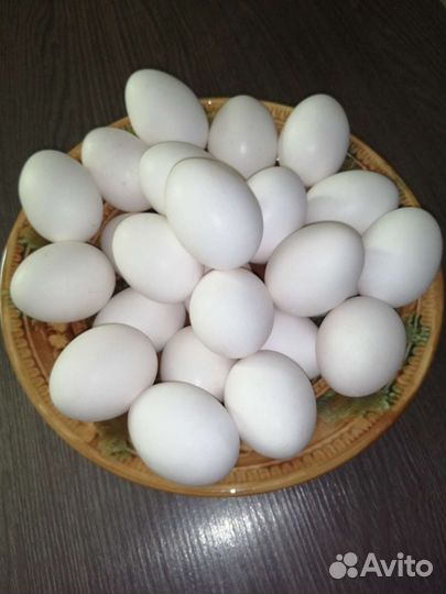 Домашние куриные яйца