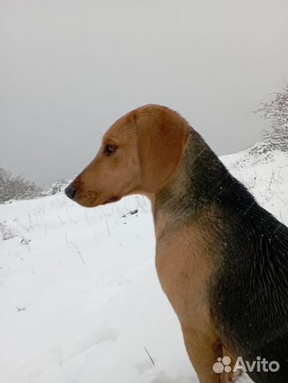 Русская гончая