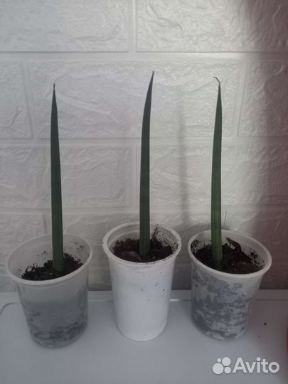 Сансевиерия цилиндрика