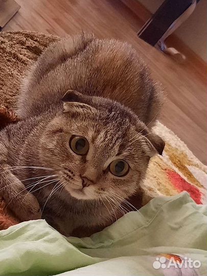 Кошка