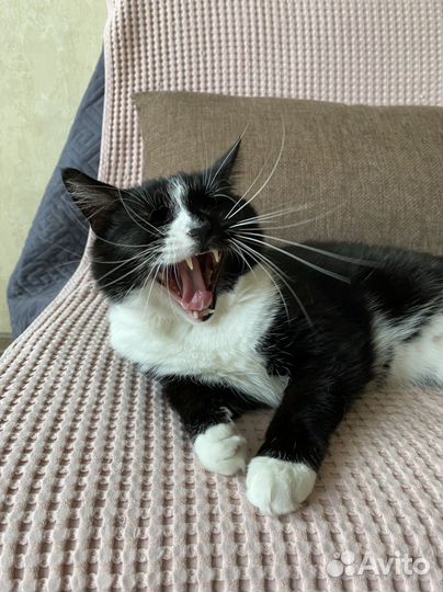 Кот Мышонок