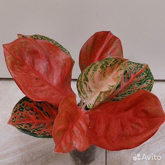 Аглаонемы тайские