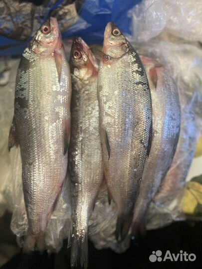 Свежая рыба омуль и сиг