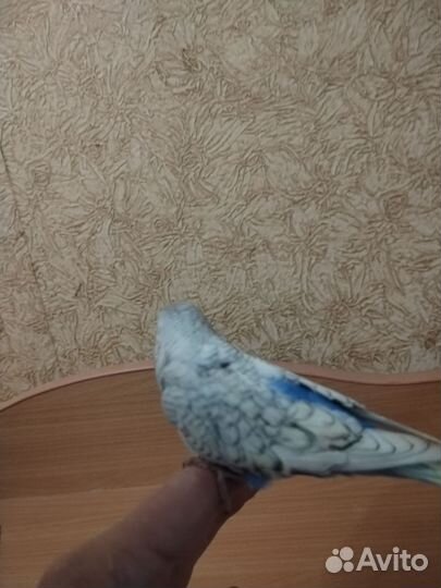 Птенцы редкого окраса волнистого попугая