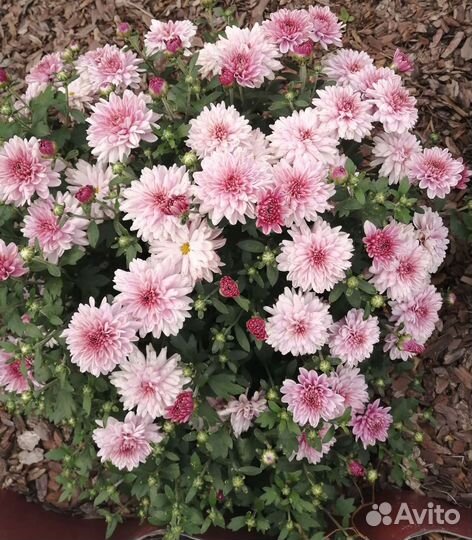 Хризантемы мультифлора