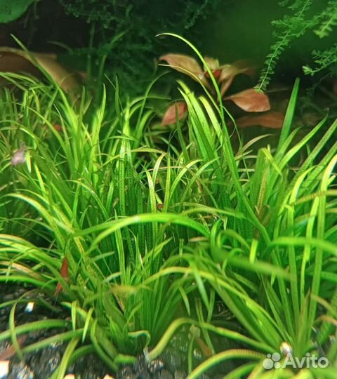 Аквариумные растения