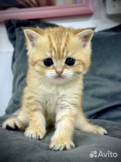 Элитный Шотландский котенок