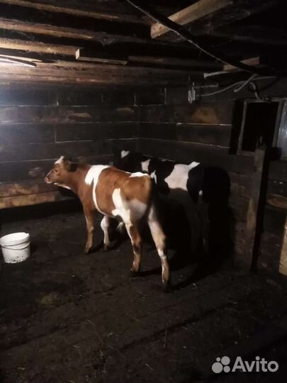 Корова дойная