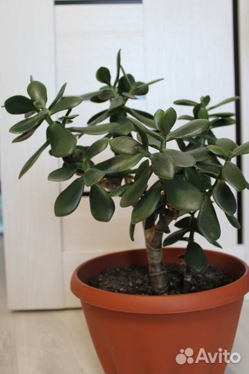 Денежное дерево/толстянка