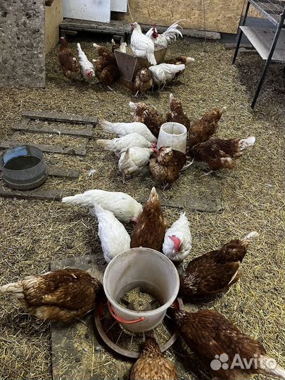 Куры несушки Декайбл