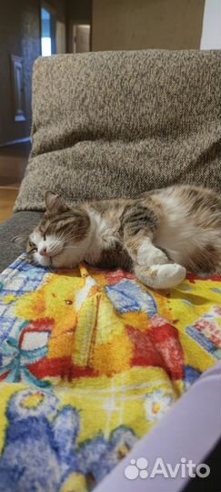 Кошка, 7 лет, стерилизована