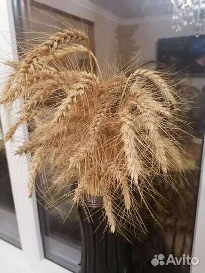 Колосья пшеницы