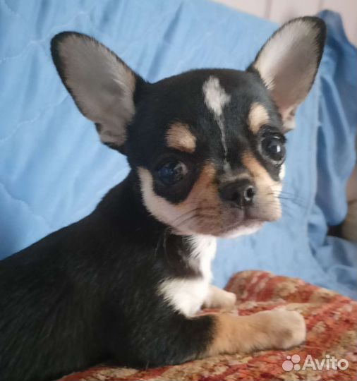 Кукольный трехцветный красавчик