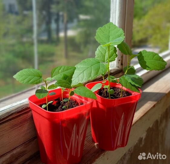 Инжир - для любителей экспериментов